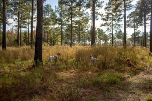 GA Ranch