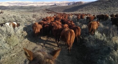 Thomas W. Cattle Rancher