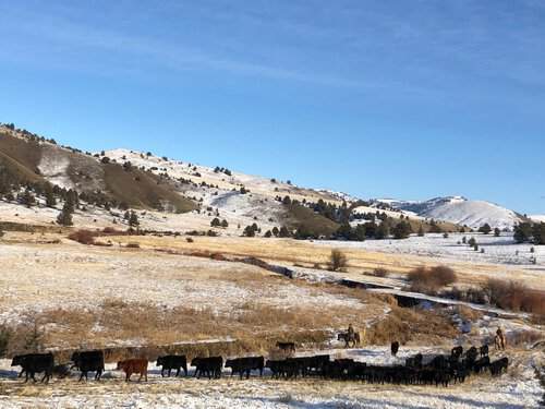 ⭐️ Experienced Ranch Cowboy needed at Working Cow/Calf Operation in ...