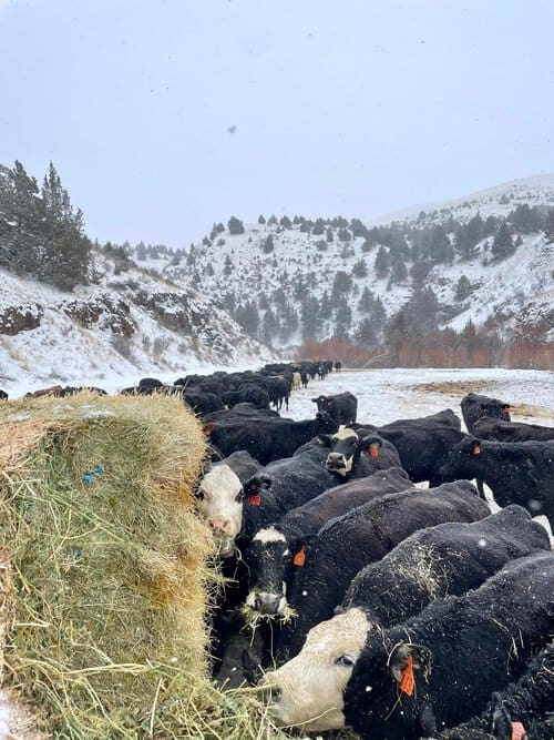 ⭐️ Experienced Ranch Cowboy needed at Working Cow/Calf Operation in ...
