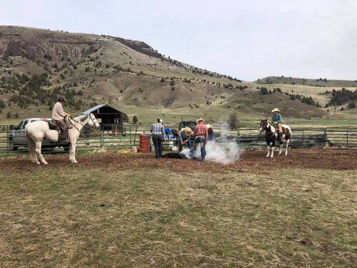 ⭐️ Experienced Ranch Cowboy needed at Working Cow/Calf Operation in ...