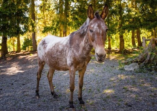 Mas Ass Acres Sanctuary