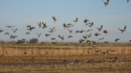 Roseville Land Development Association's Duck Club