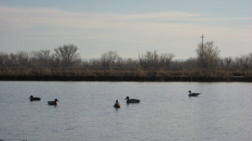 Roseville Land Development Association's Duck Club