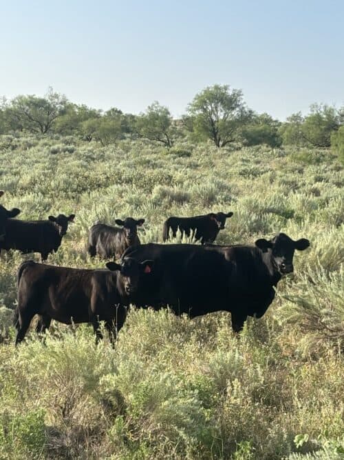 Mill Iron Ranches TX