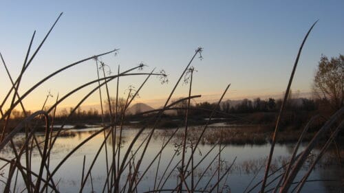 Roseville Land Development Association's Duck Club