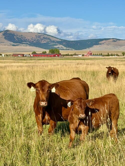 Montana Ranch