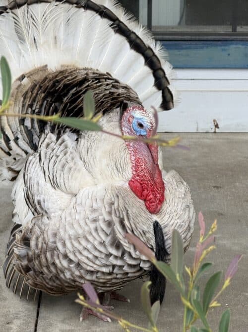 Turkey
