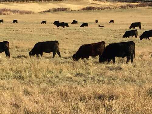 General Ranch Hand needed at Small Family Ranch in Tuscarora, Nevada ...