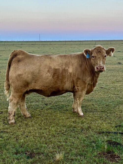 Reiss Seeds Co. KS