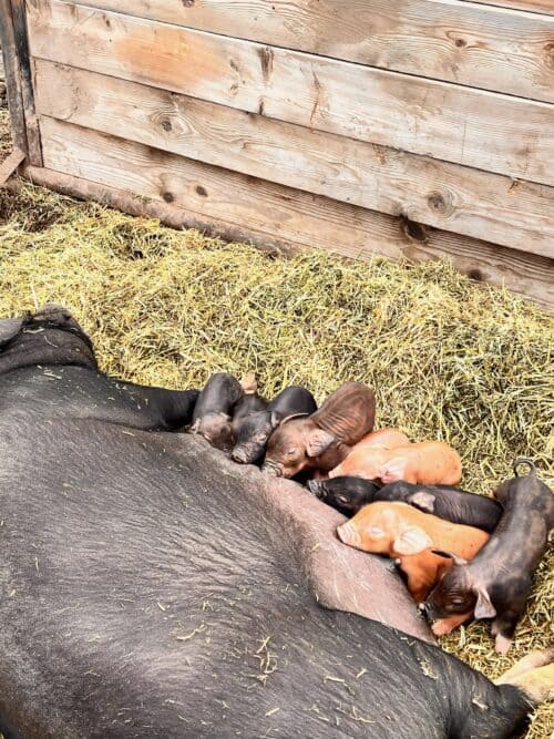 Late Bloomer Ranch Idaho