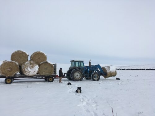 Sieben Live Stock Co. Montana