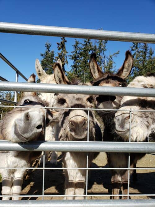 MAS ASS ACRES SANCTUARY WA