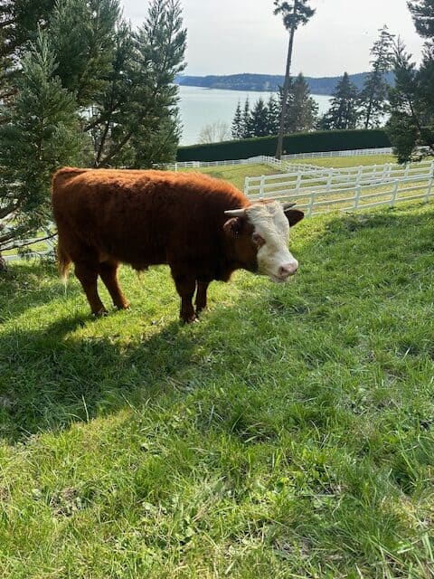 Puget Sound Ranch