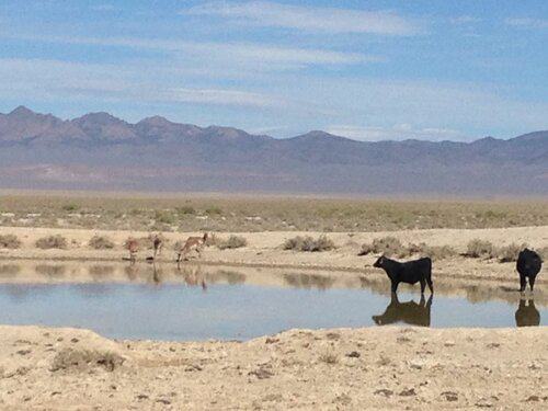 Sand Springs Ranch