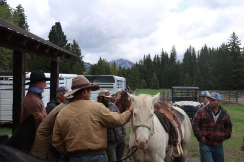 Bear Hug Cattle Company MT