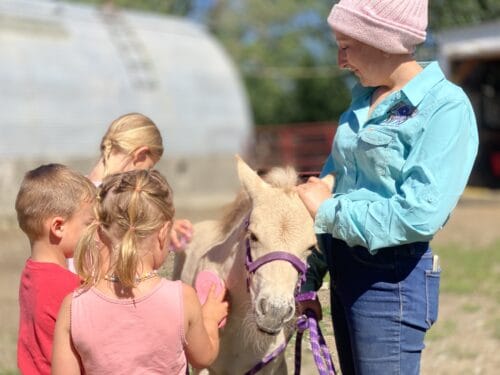 Norwegian Fjord Horse farm