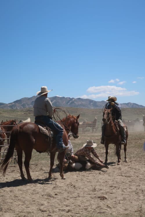 Bear Hug Cattle Company MT