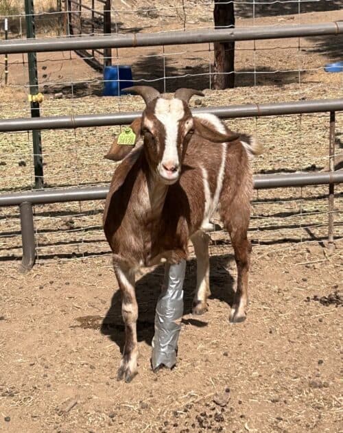 goat