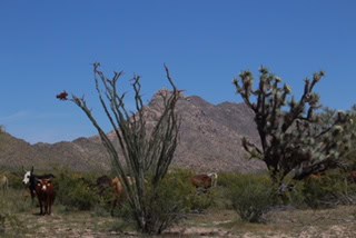 Date Creek Ranch