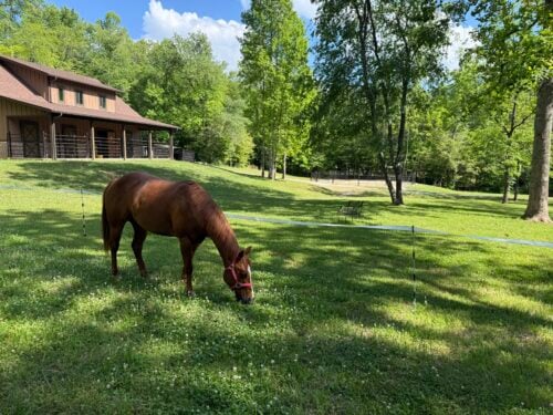 GA Horse Ranch