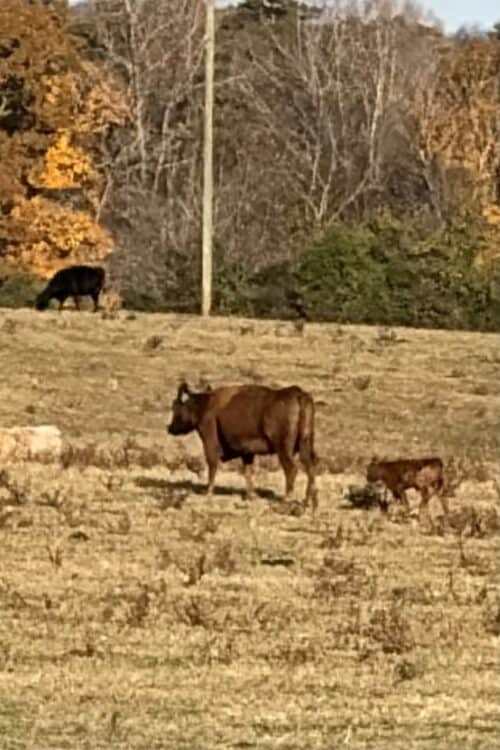 4-L Ranch VA