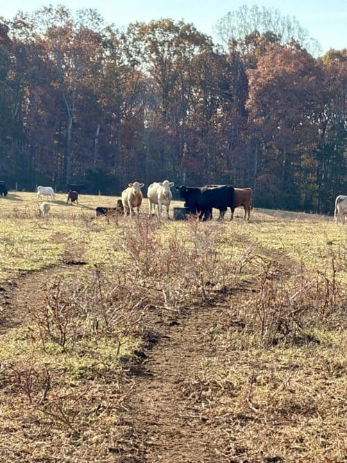 4-L Ranch
