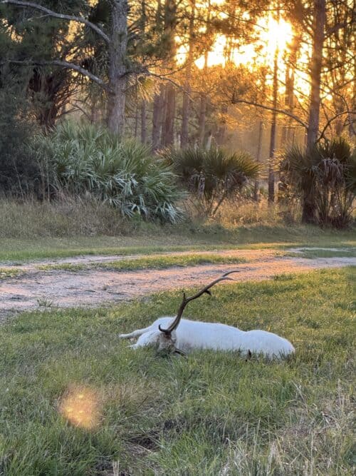 Quail Creek Sporting Ranch FL