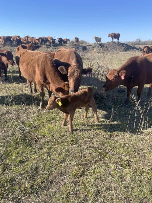 Delso cattle