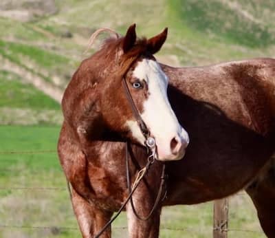 horse