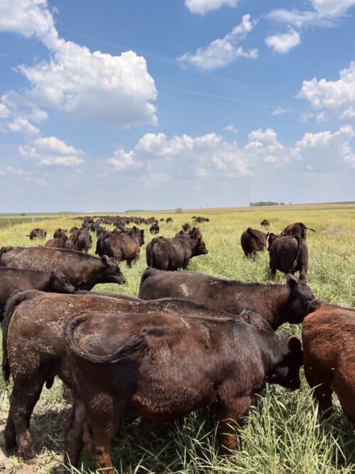 Iowa Farm & Ranch