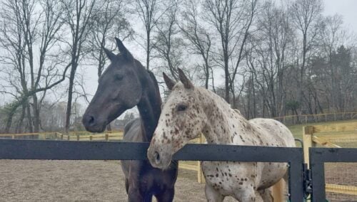 Private NH Farm/Ranch