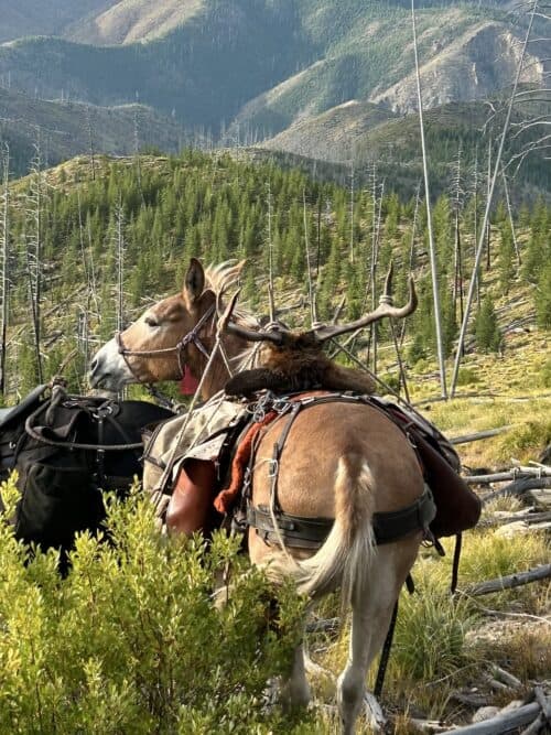 Cameron outfitters