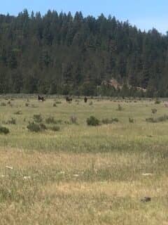 Deer Creek Ranch - Dorris, CA