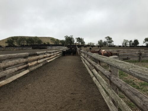 Flying O Ranch ND