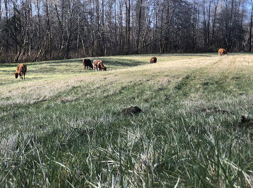 Wynooche River Ranch & Farm