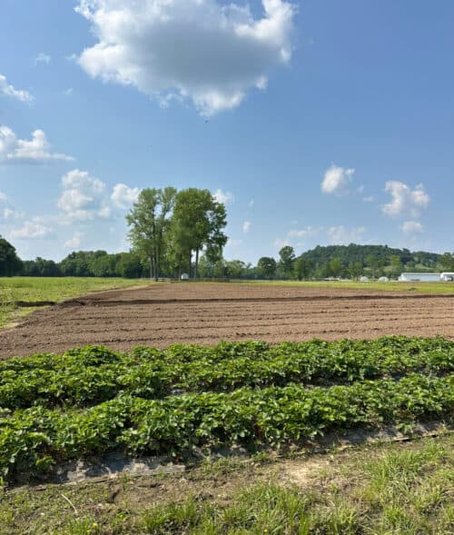 Meadowbrook Farm TN