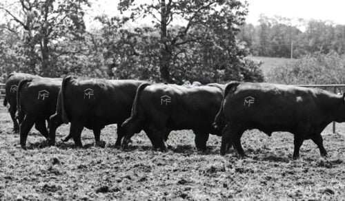 Mead Farms - Barnett, MO