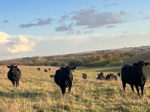 Iowa Ranch