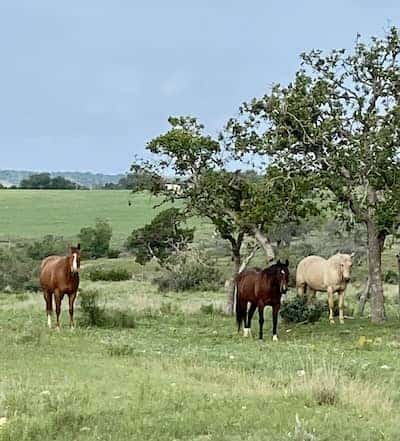 Fredericksburg Ranch TX