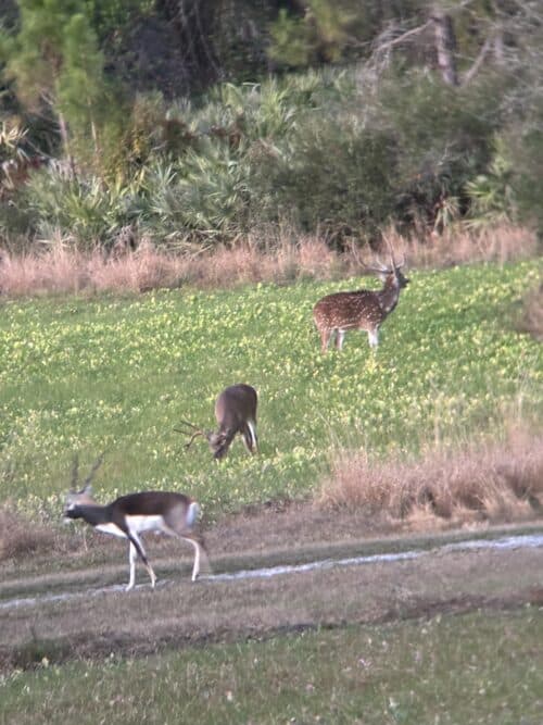 Quail Creek Sporting Ranch FL