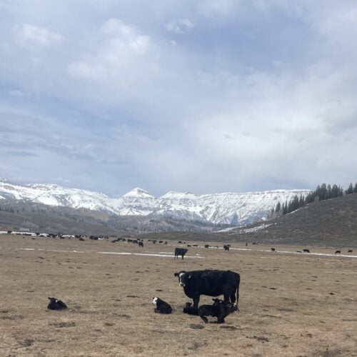 Little Jennie Ranch Wyo