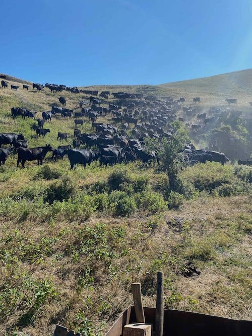 CB Hawks Land and Cattle Co. Montana