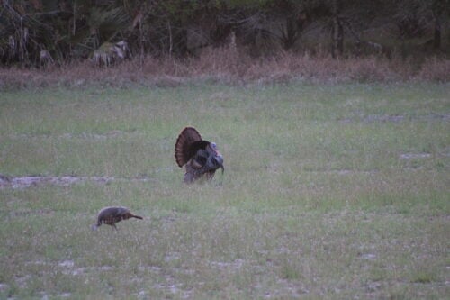 Quail Creek Sporting Ranch FL