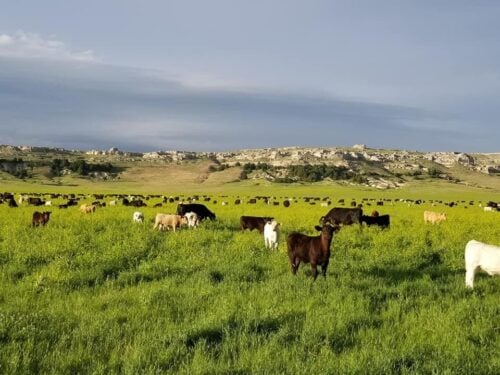 Thaler Land & Livestock Co - WY