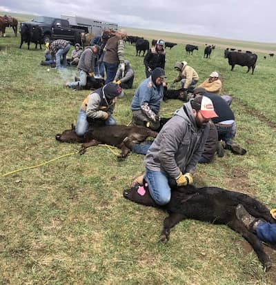 Hailstone Heifer Development - Montana