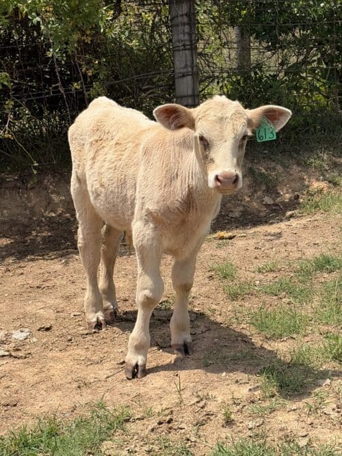 4-L Ranch VA