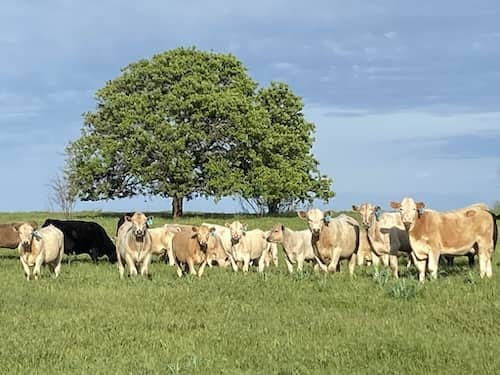 North Texas Ranch