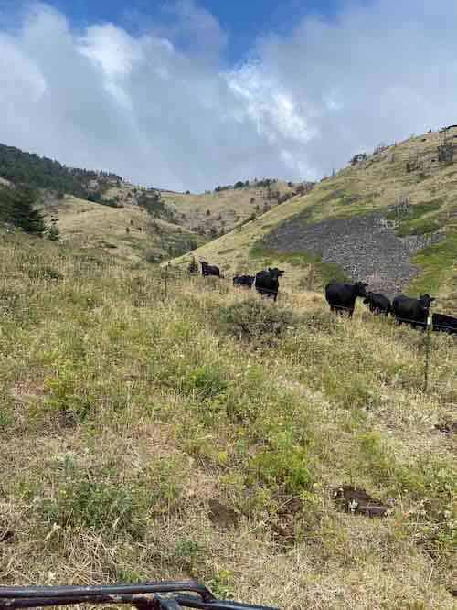 CB Hawks Land and Cattle Co. Montana