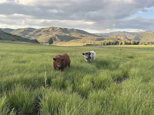 Snowmass CO Ranch